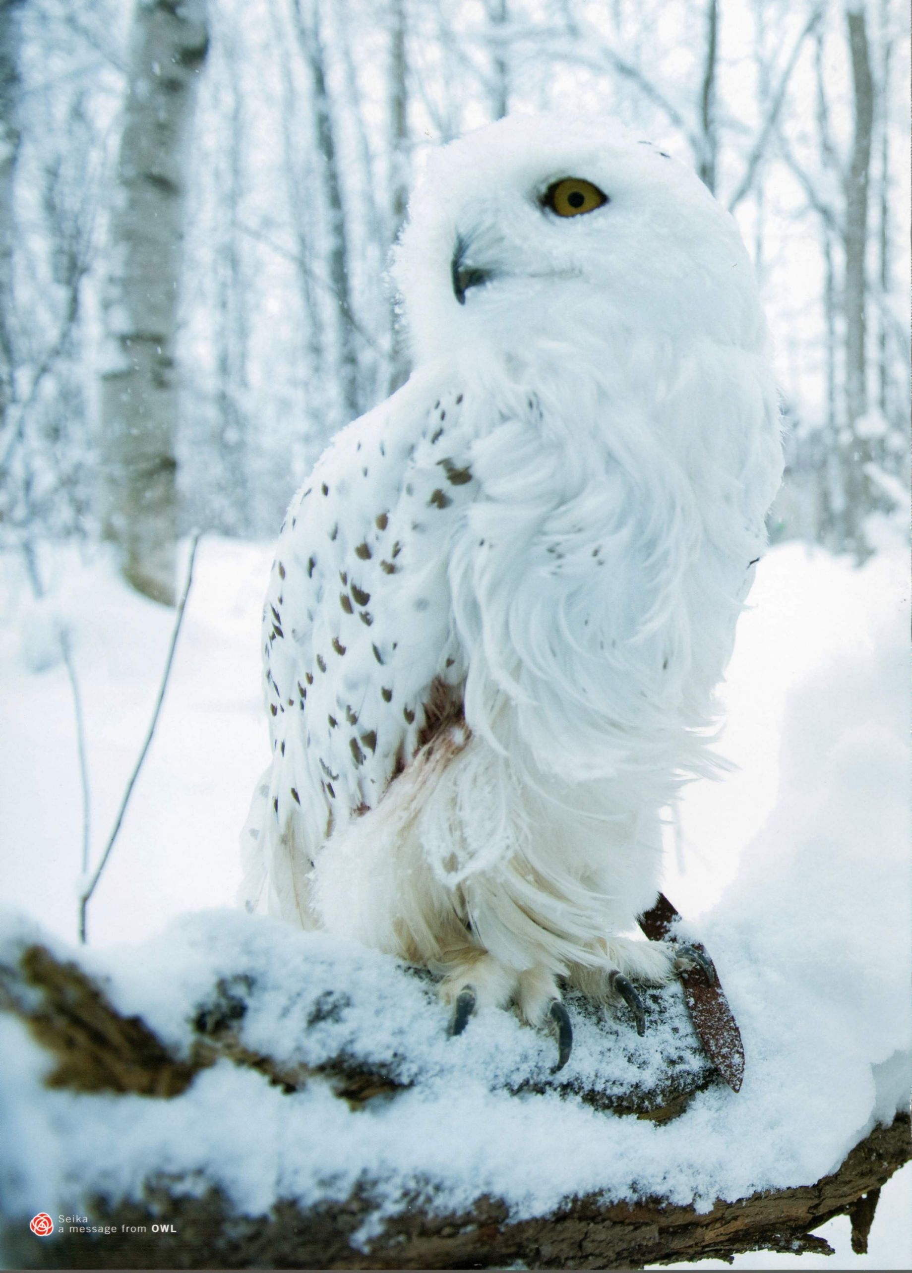 Seika Taketomi 竹富聖花 《A message from OWL》