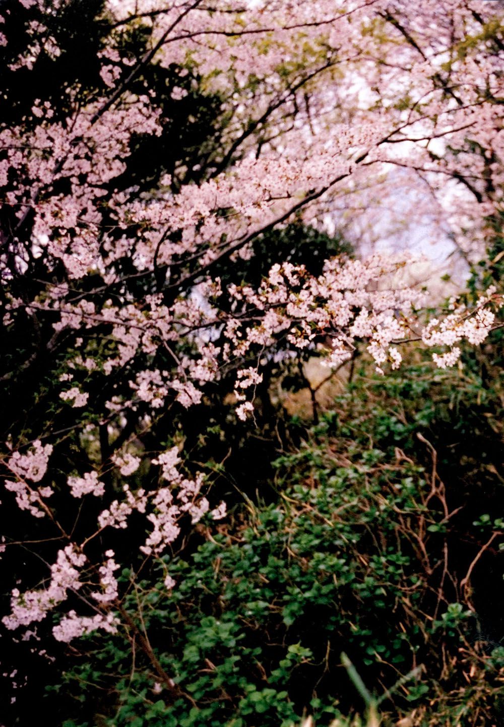 宮脇咲良/宫胁咲良《Sakura》 [PB]
