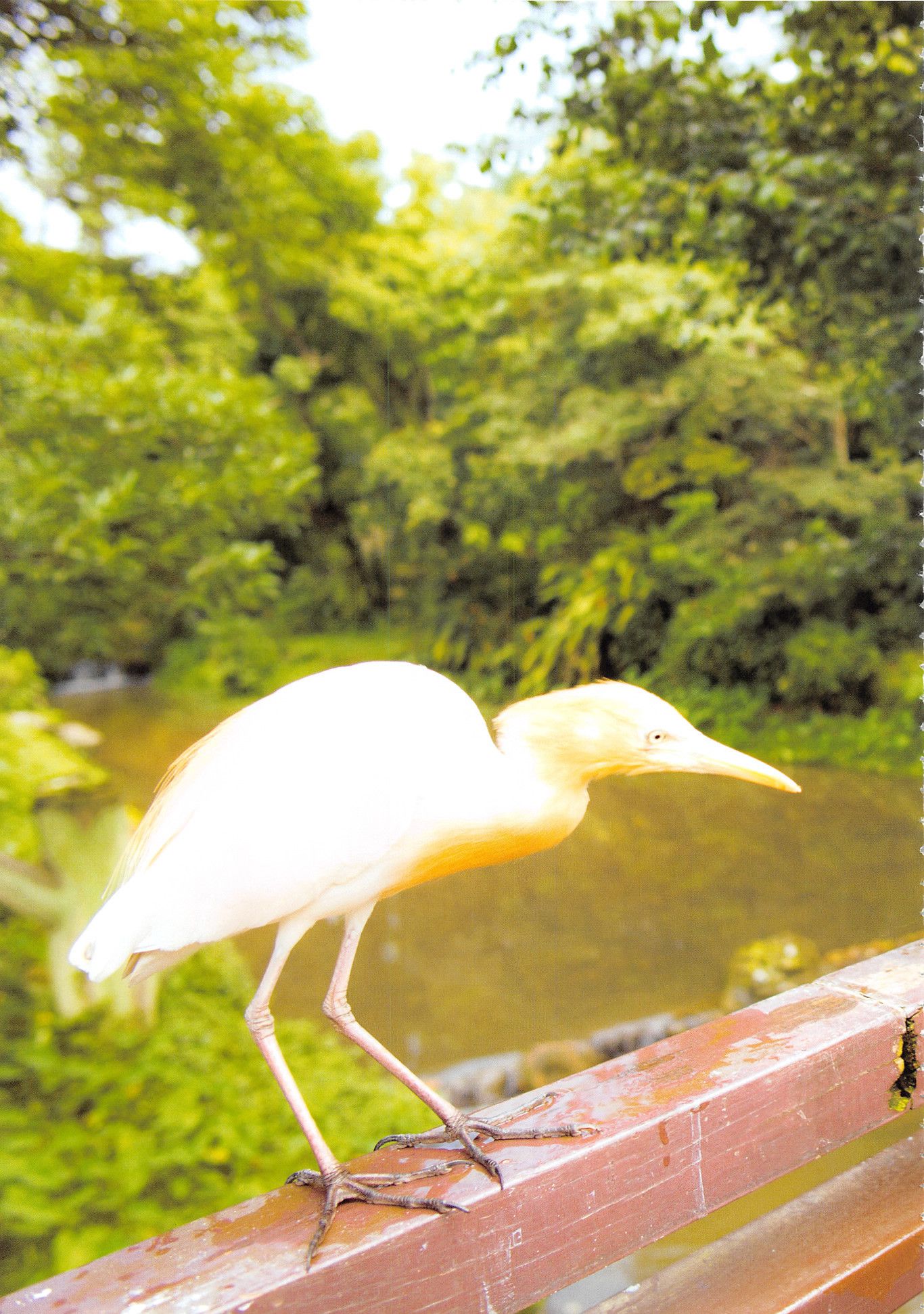 高柳明音《Churi》 [Photobook]