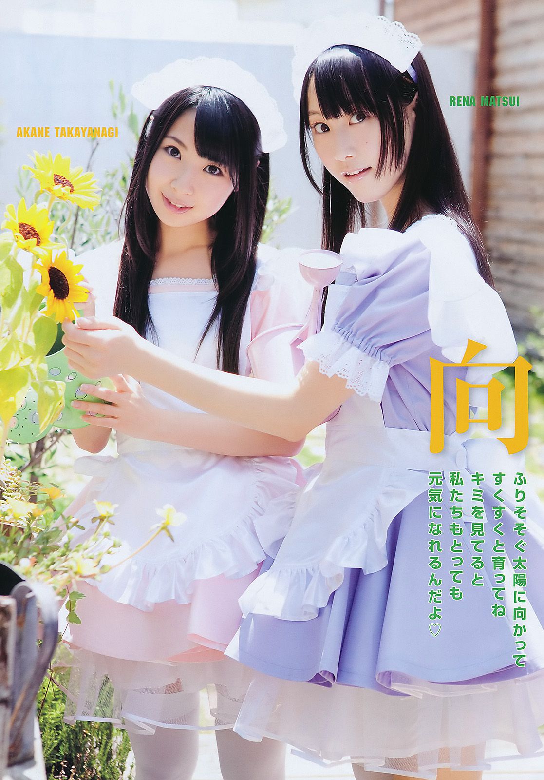 松井玲奈 高柳明音 篠崎愛 須田亜香里 秦佐和子 佐藤聖羅 [Young Animal] 2011年No.16 写真杂志