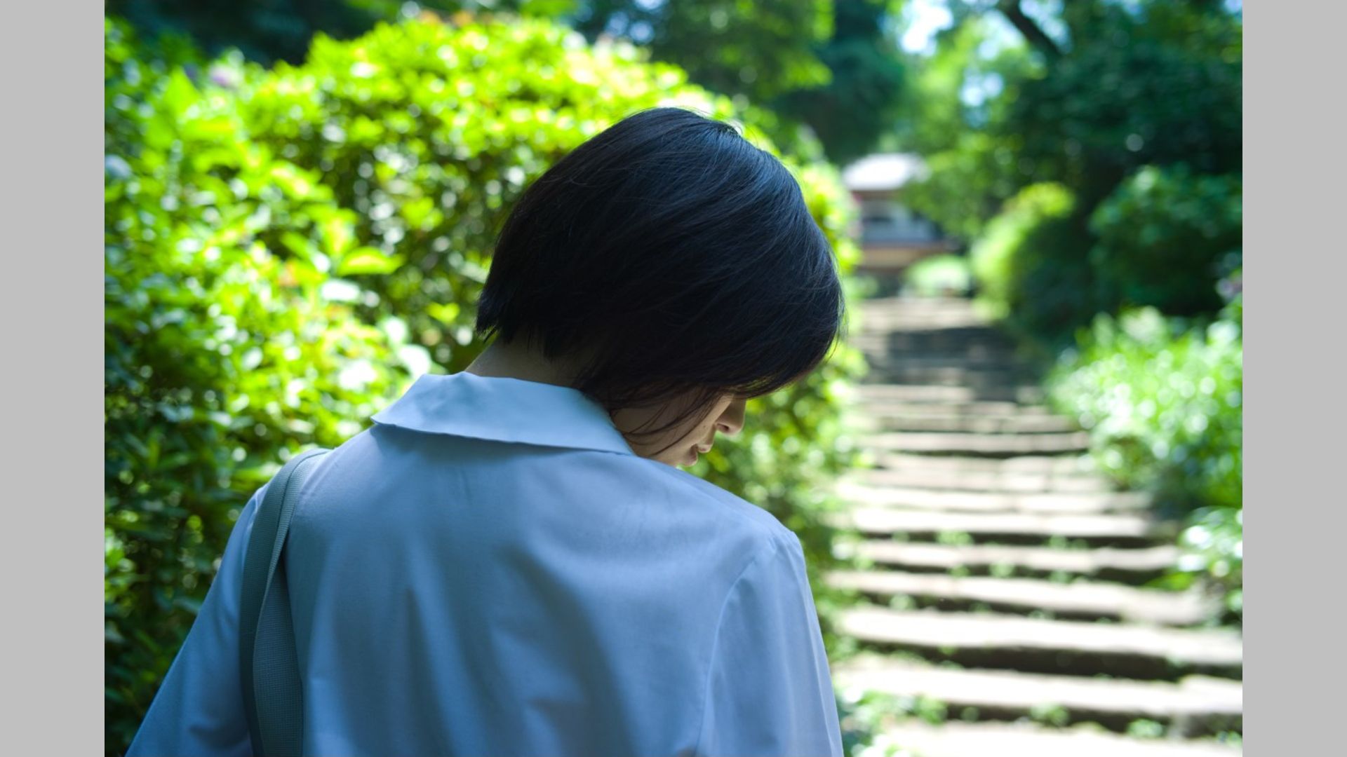 相楽樹/相乐树《鎌倉ものがたり》 [Image.tv]