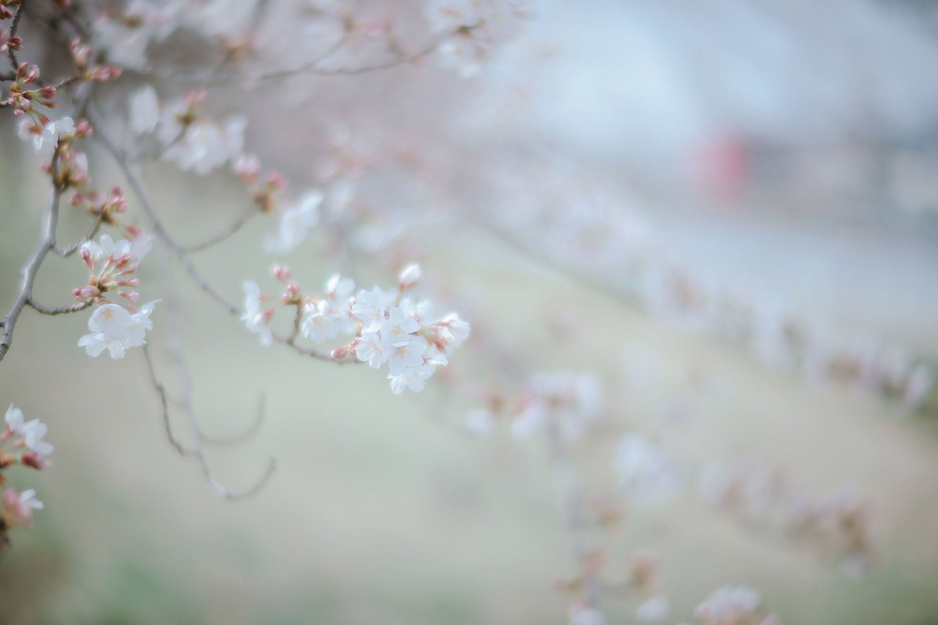Ely_eee(ElyEE子) - Sakura
