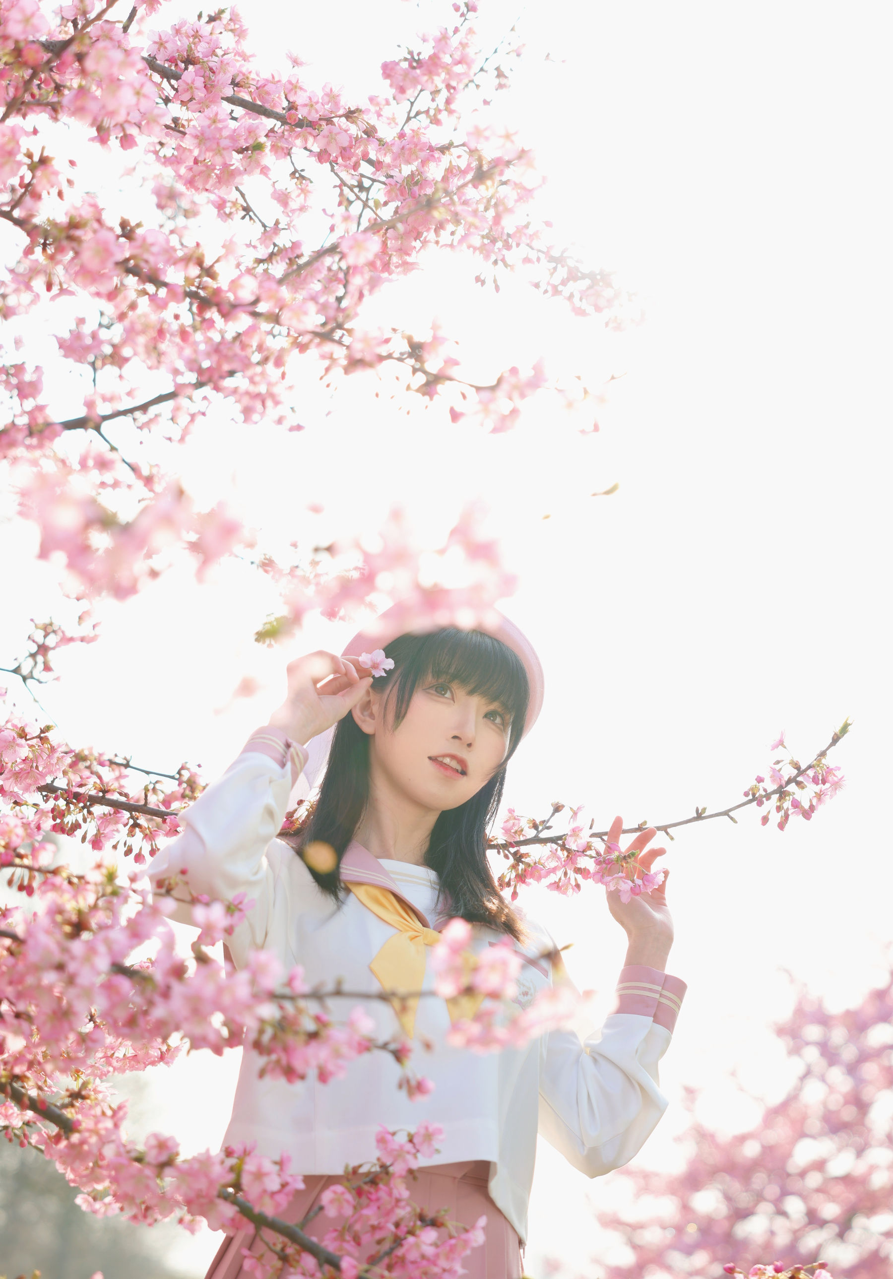 动漫博主Kitaro_绮太郎 - 樱花
