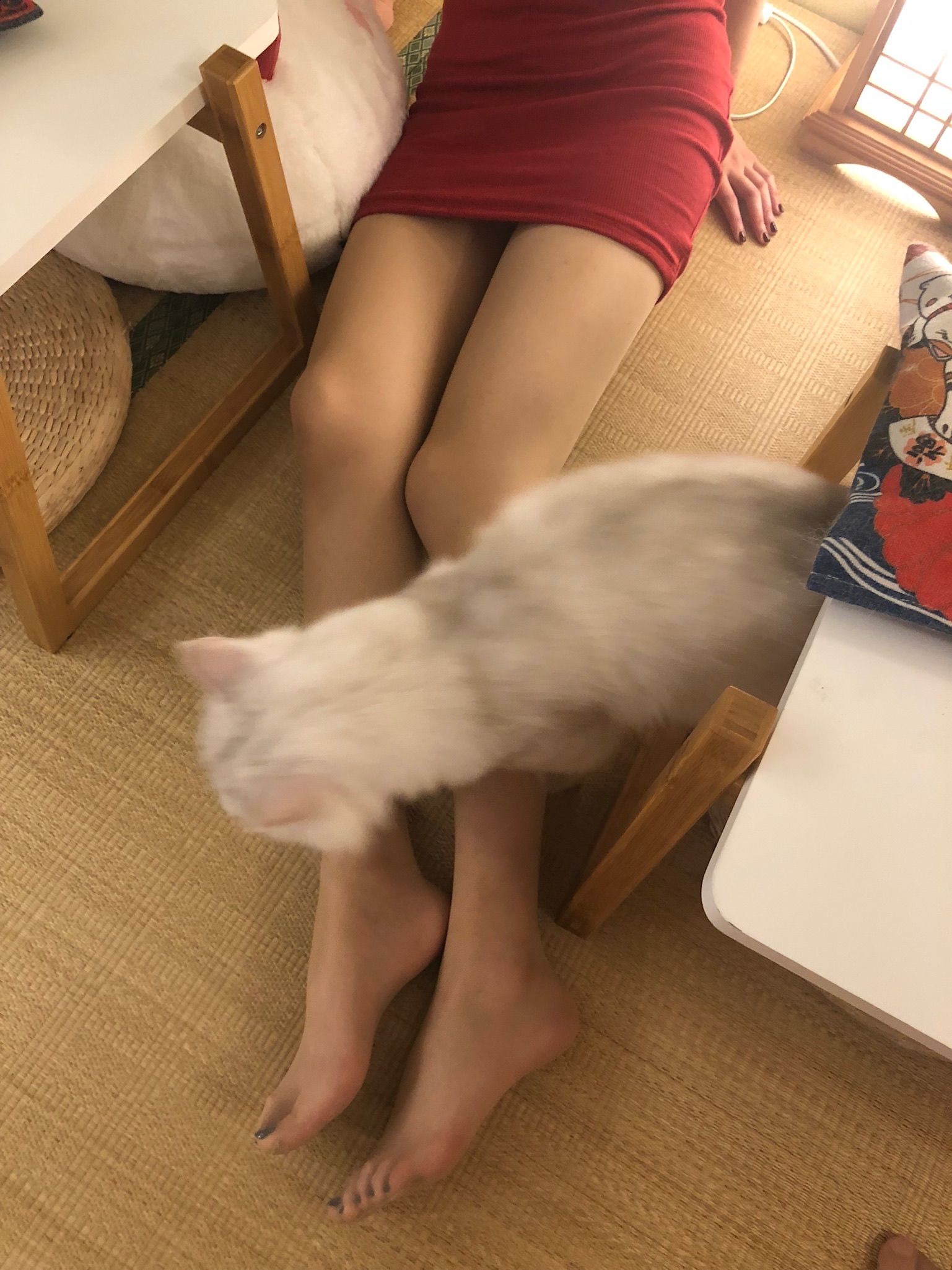 仙女山的仙女鹿z微信朋友圈视图合集3
