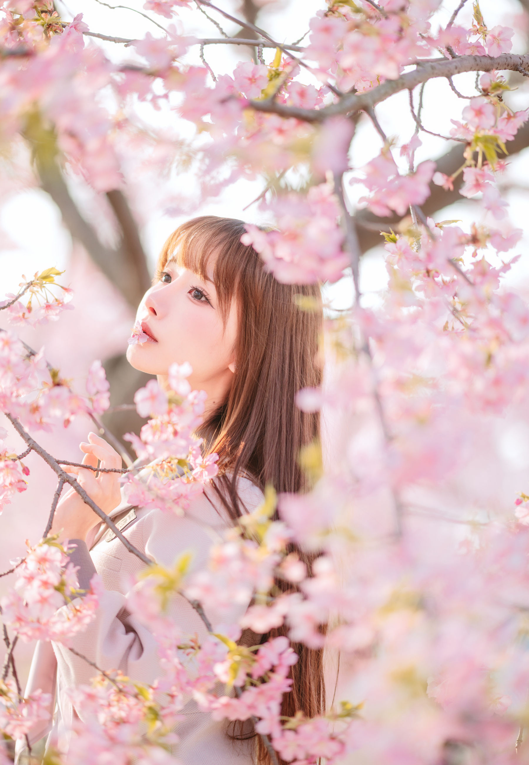 紫氯氯 - 樱花下的JK少女
