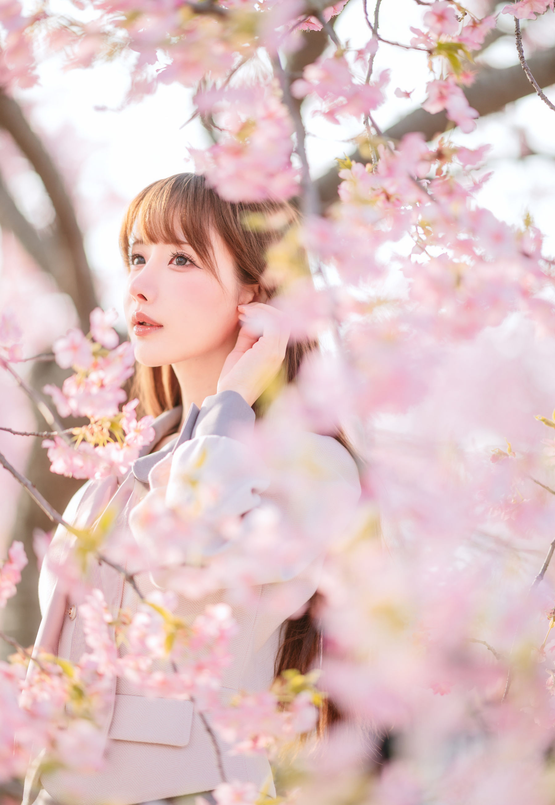 紫氯氯 - 樱花下的JK少女
