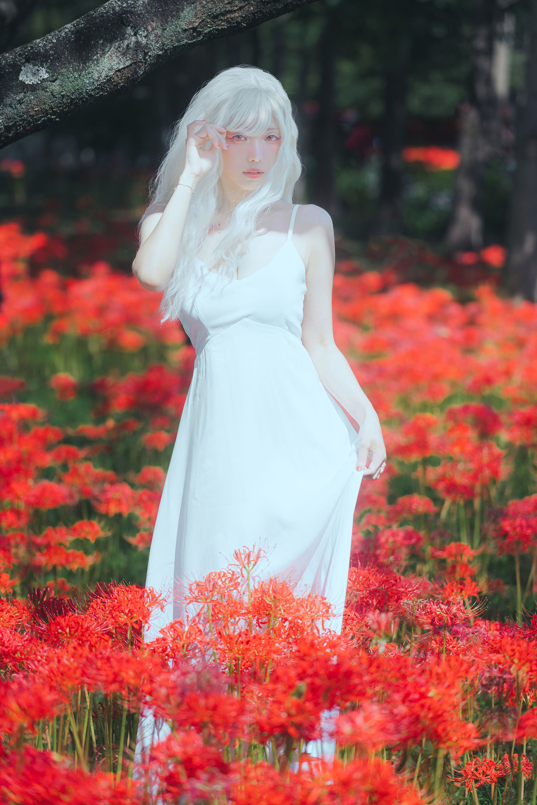 Ely_eee(ElyEE子) - White spider lily 白瓷彼岸