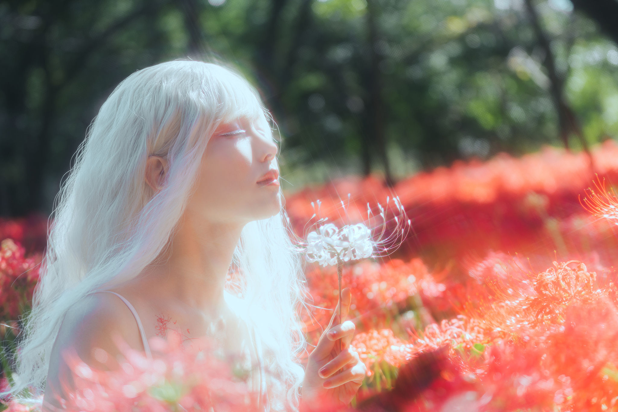 Ely_eee(ElyEE子) - White spider lily 白瓷彼岸