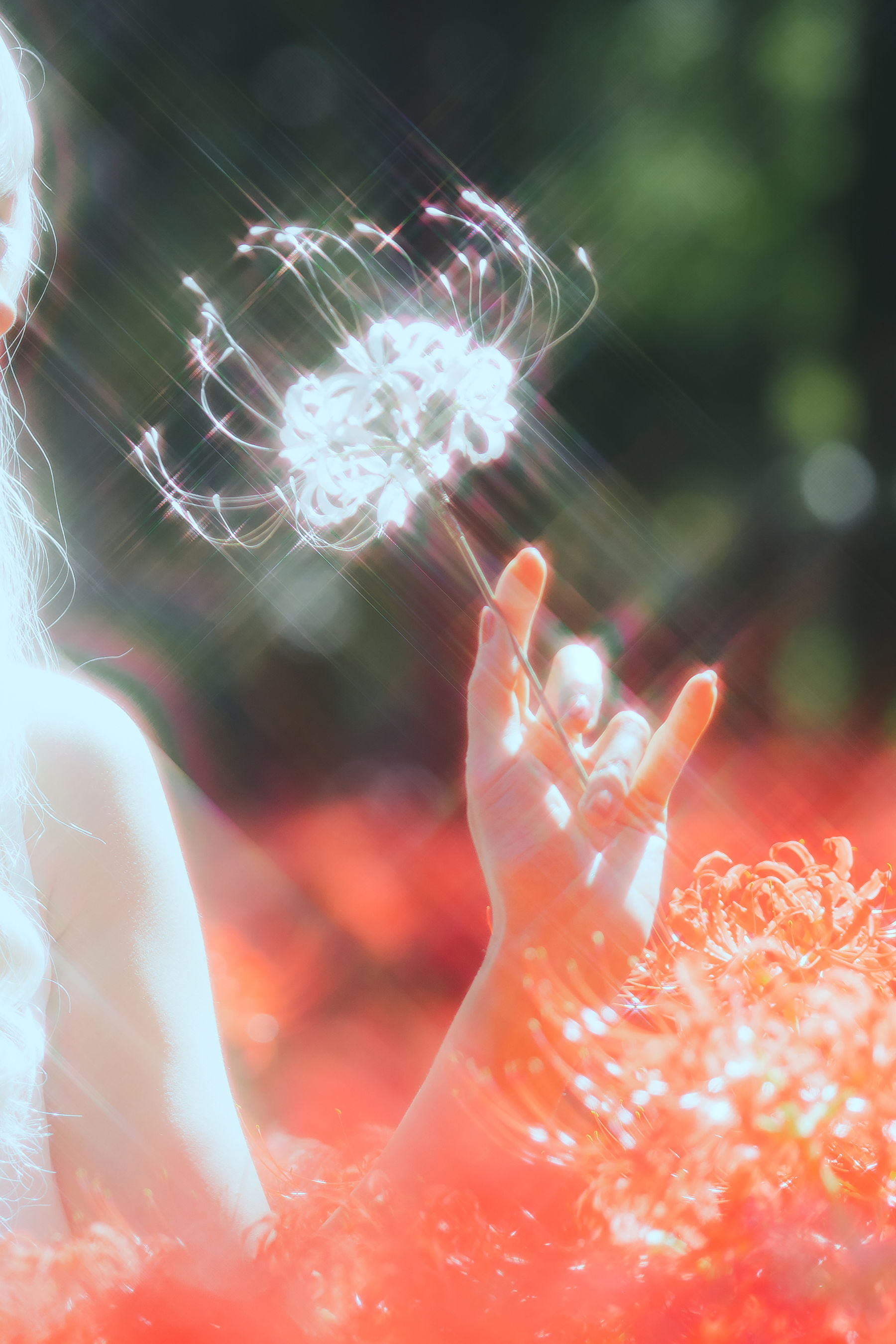 Ely_eee(ElyEE子) - White spider lily 白瓷彼岸