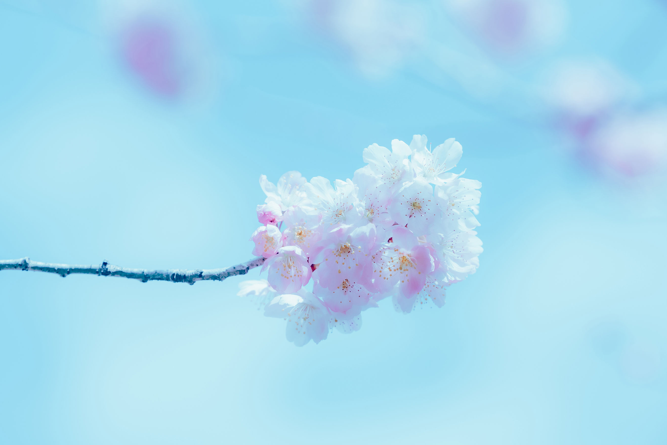 Ely_eee (ElyEE子) - 17°C Pink Sakura17°C粉櫻