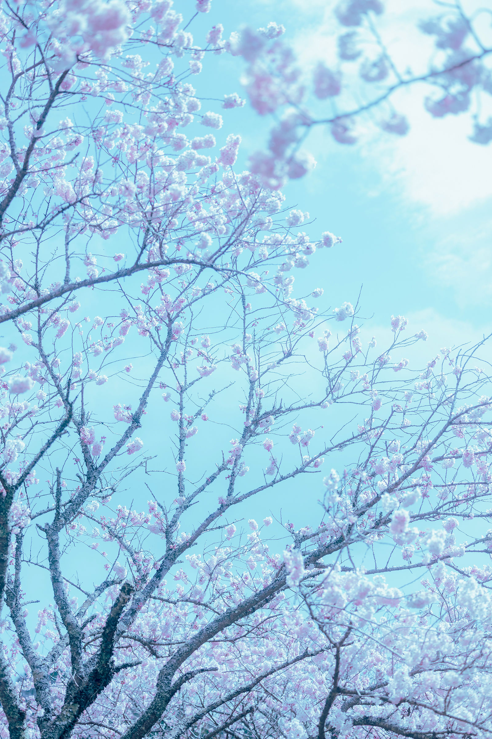 Ely_eee (ElyEE子) - 17°C Pink Sakura17°C粉櫻