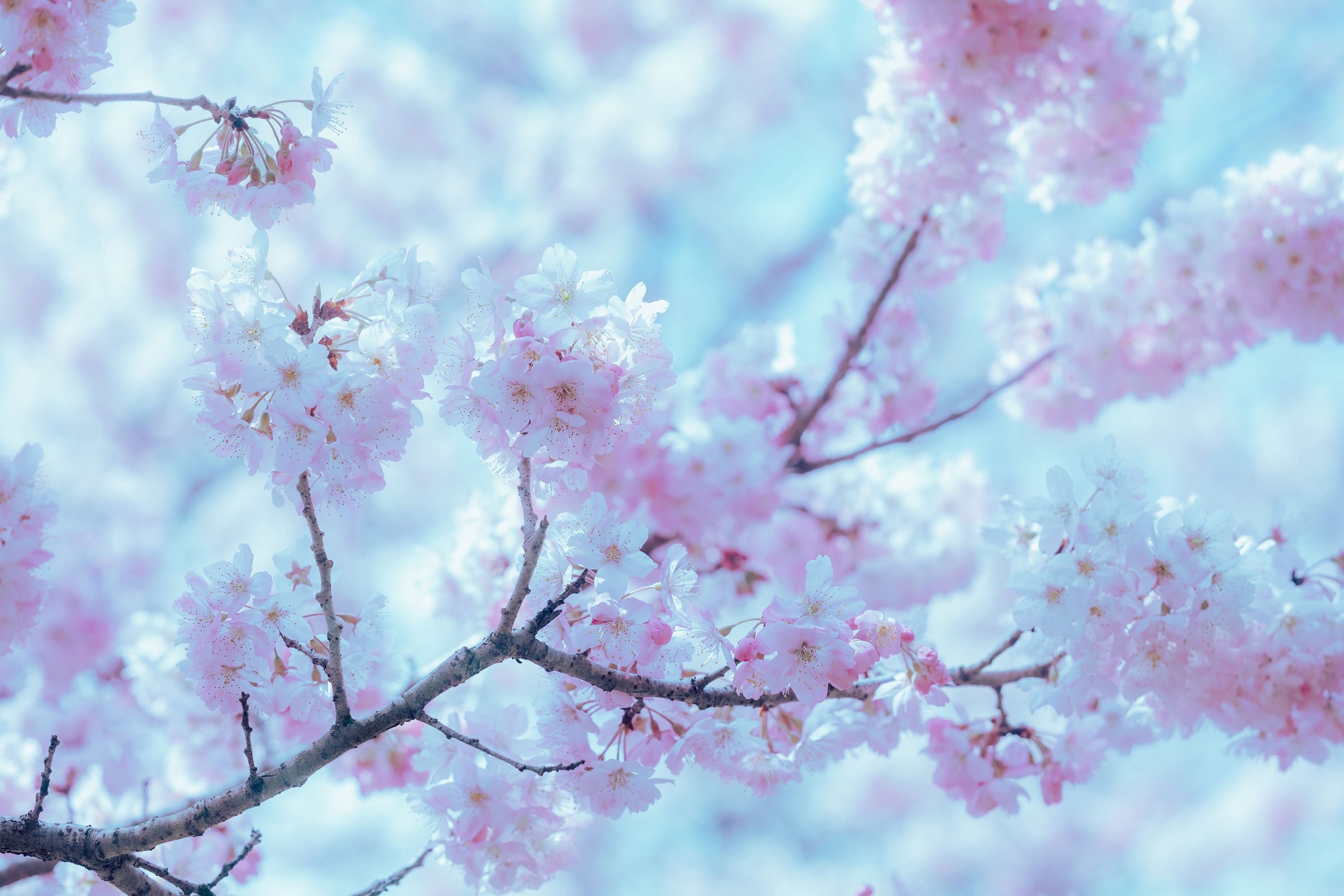 Ely_eee (ElyEE子) - 17°C Pink Sakura17°C粉櫻